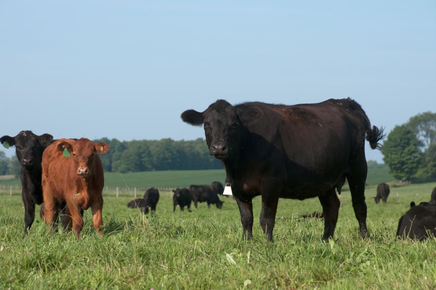 3 Primary Market Drivers of Cattle Futures Prices